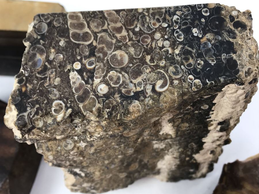 Set Of (4) Ancient Rocks Including Rock Embedded With Fossils [Photo 6]