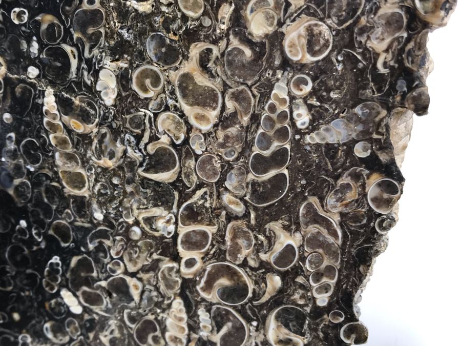 Set Of (4) Ancient Rocks Including Rock Embedded With Fossils [Photo 3]