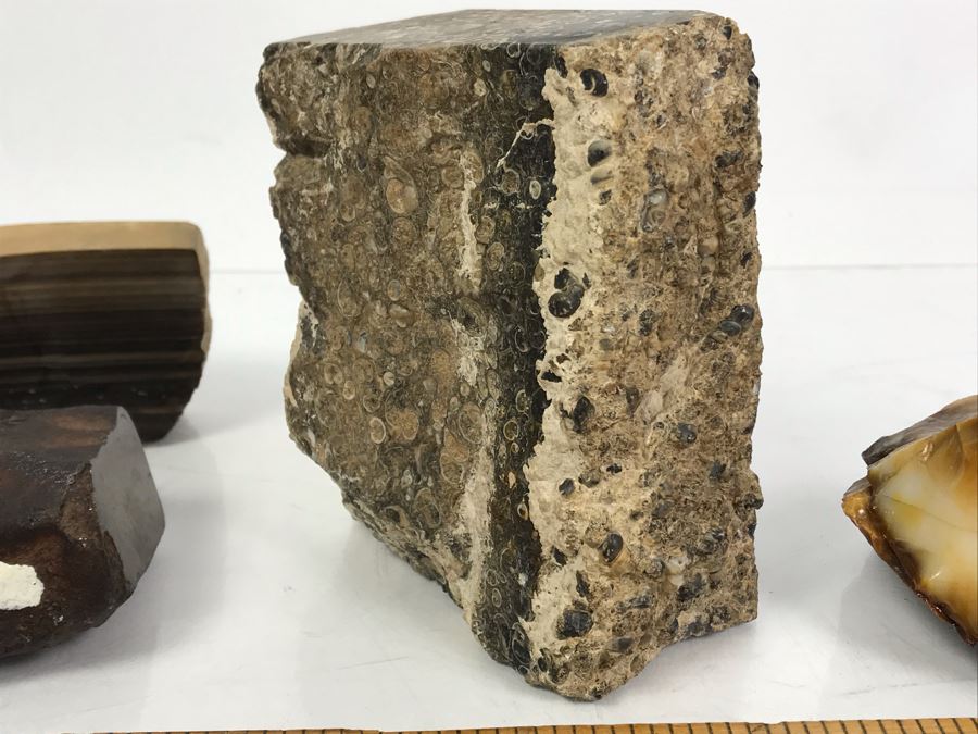 Set Of (4) Ancient Rocks Including Rock Embedded With Fossils [Photo 10]