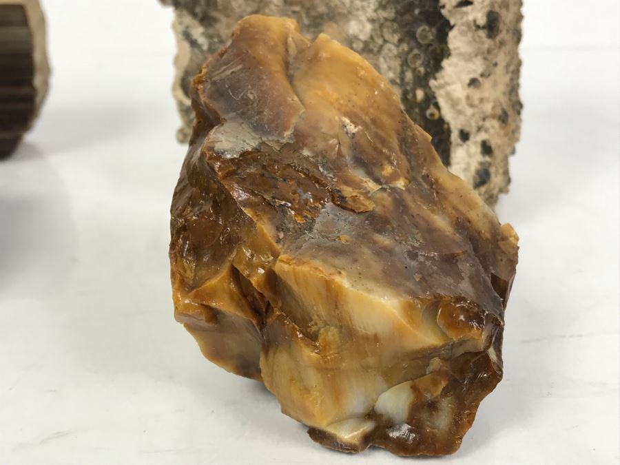 Set Of (4) Ancient Rocks Including Rock Embedded With Fossils [Photo 15]