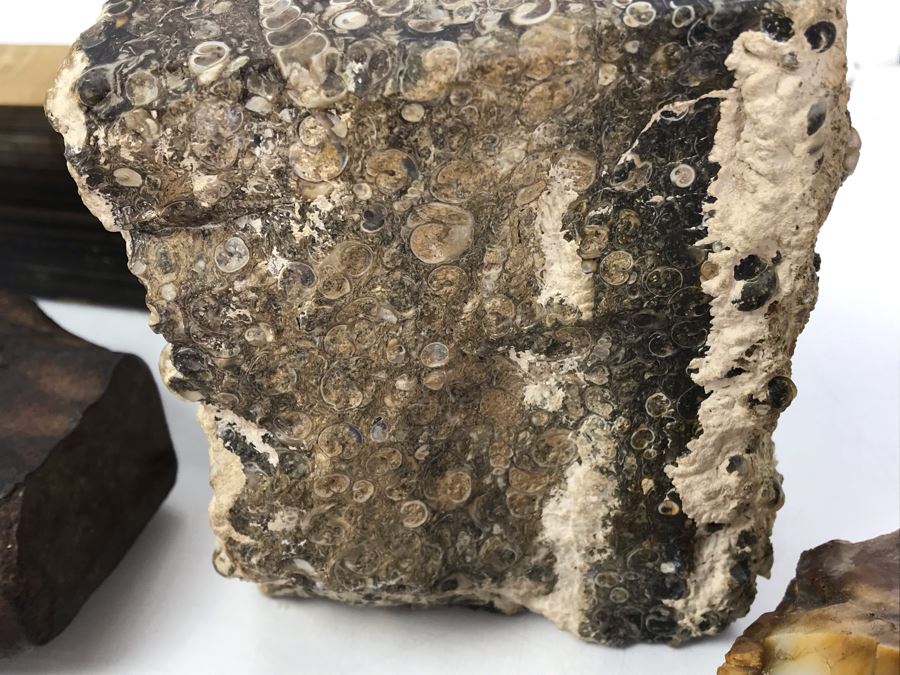 Set Of (4) Ancient Rocks Including Rock Embedded With Fossils [Photo 7]