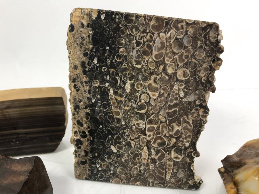 Set Of (4) Ancient Rocks Including Rock Embedded With Fossils [Photo 2]