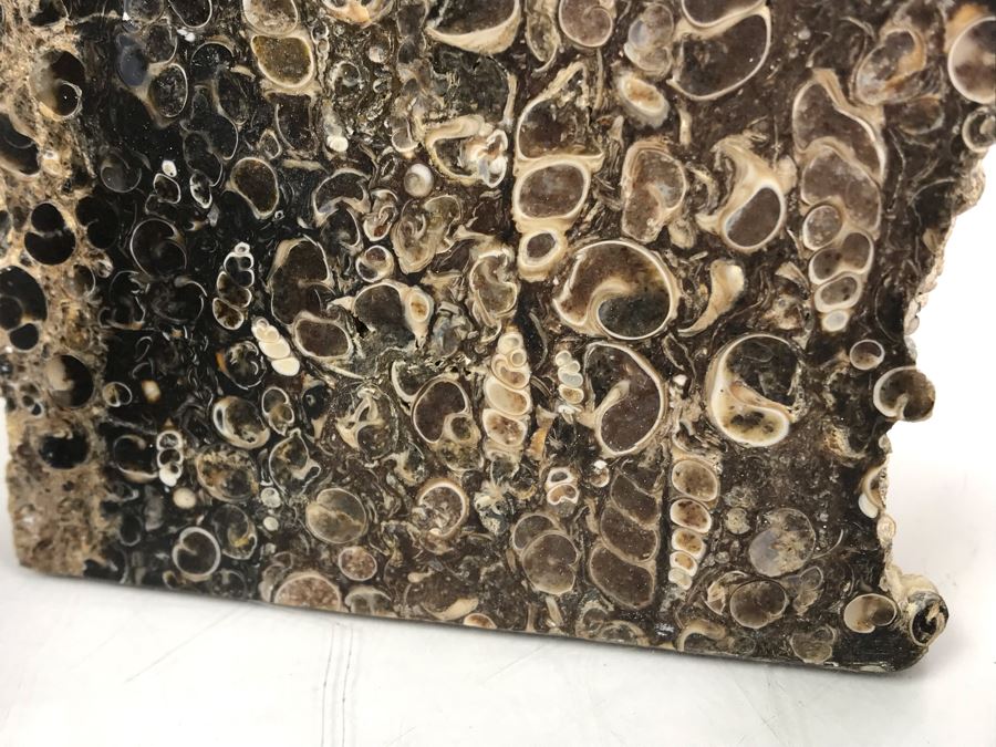 Set Of (4) Ancient Rocks Including Rock Embedded With Fossils [Photo 4]