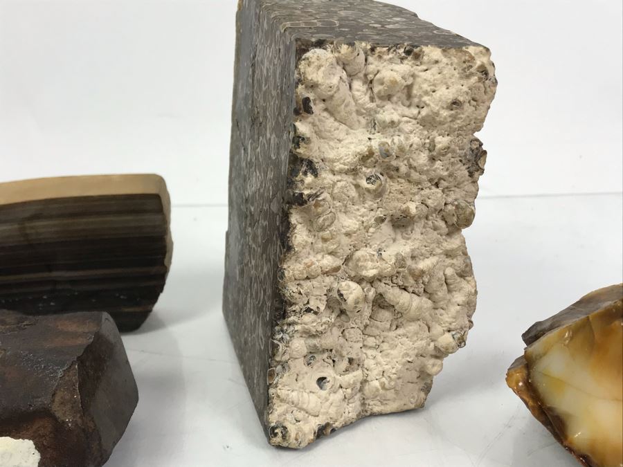 Set Of (4) Ancient Rocks Including Rock Embedded With Fossils [Photo 5]