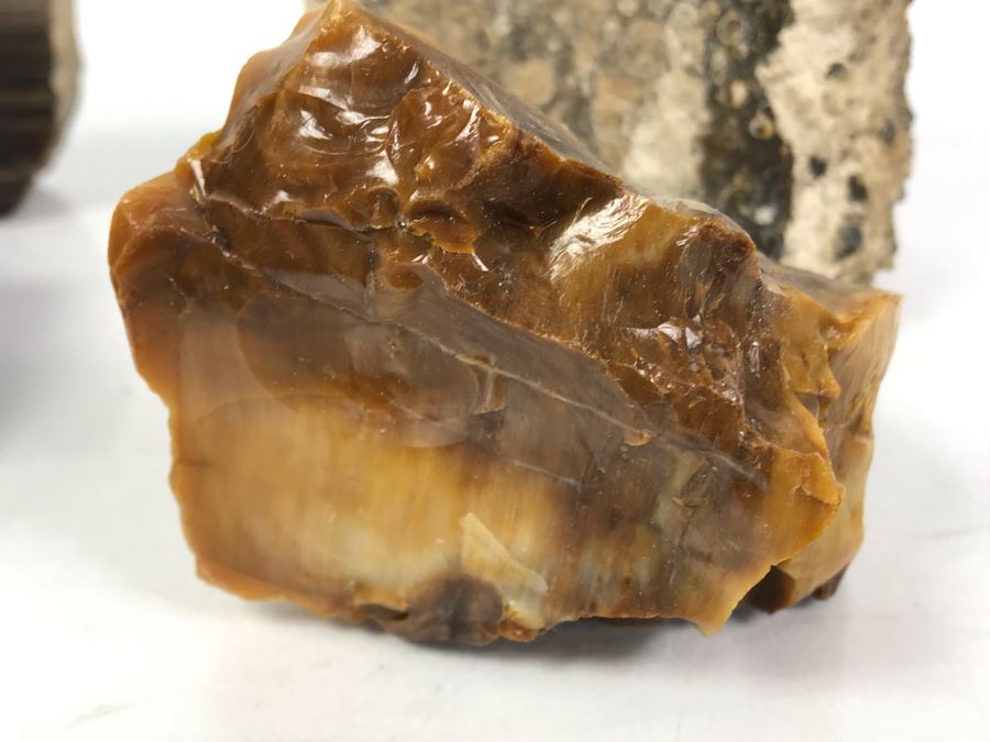 Set Of (4) Ancient Rocks Including Rock Embedded With Fossils [Photo 14]