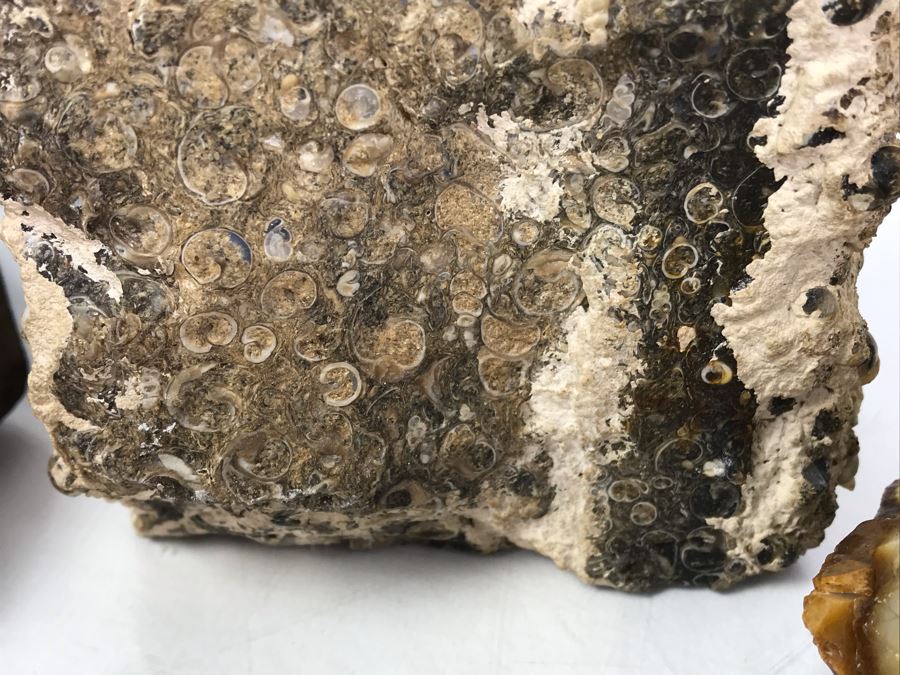 Set Of (4) Ancient Rocks Including Rock Embedded With Fossils [Photo 9]