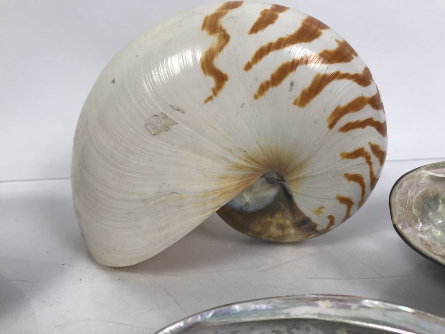 Vintage Abalone Shells And Nautilus Shell [Photo 6]
