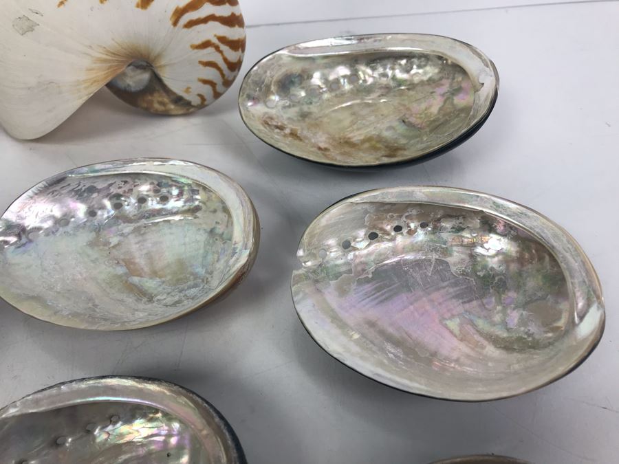 Vintage Abalone Shells And Nautilus Shell [Photo 8]