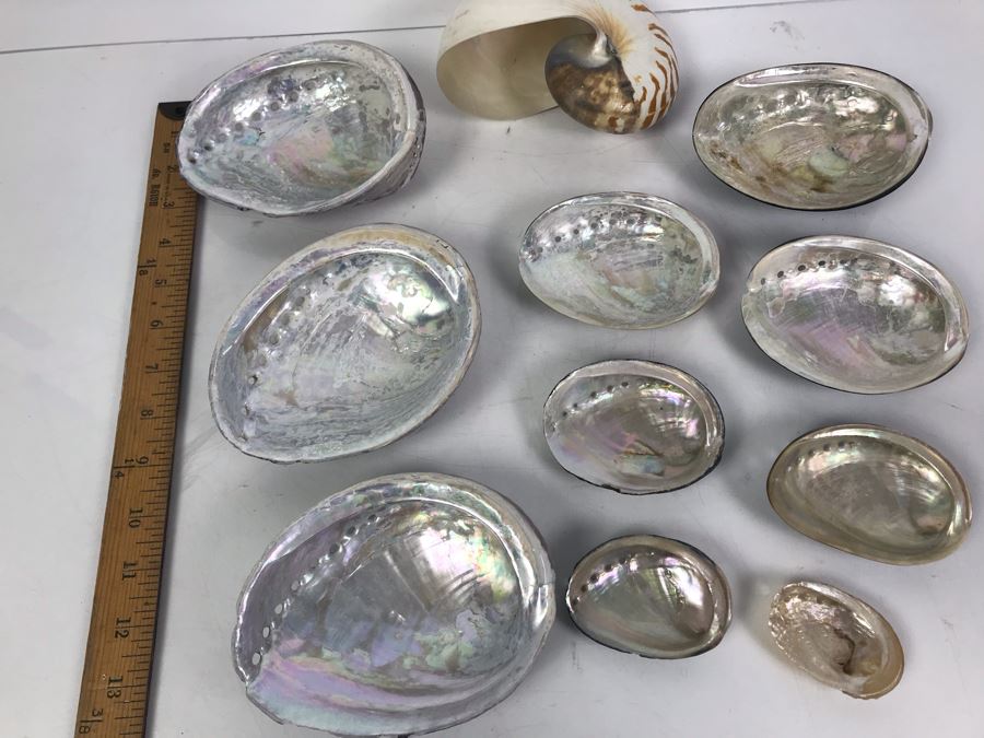 Vintage Abalone Shells And Nautilus Shell