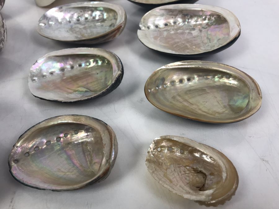 Vintage Abalone Shells And Nautilus Shell [Photo 7]