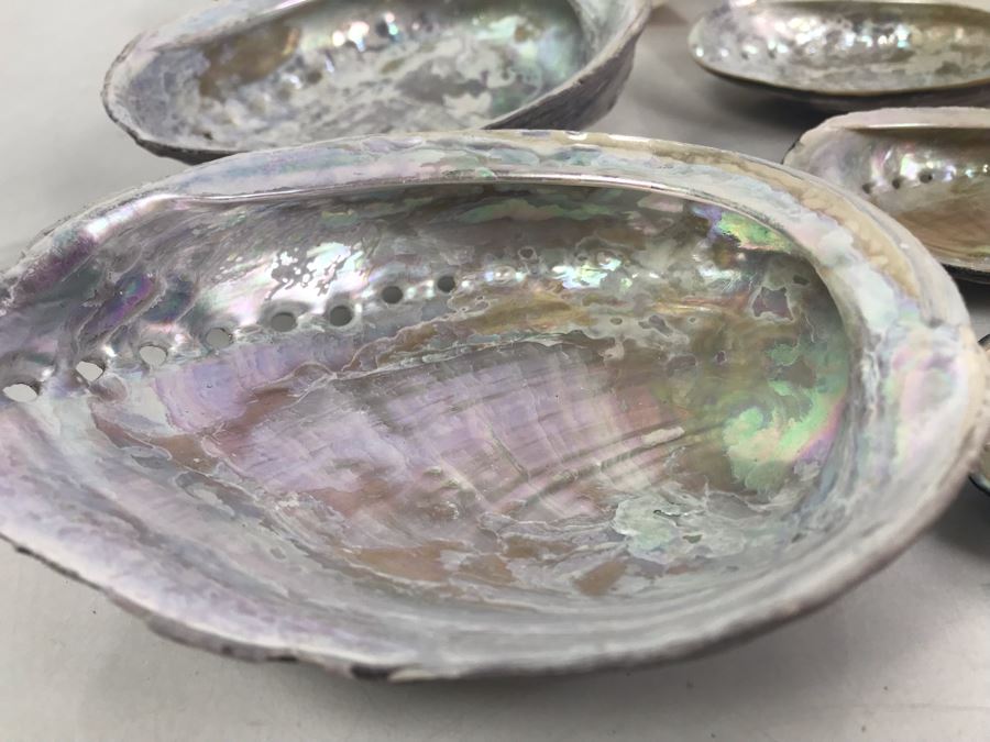 Vintage Abalone Shells And Nautilus Shell [Photo 3]