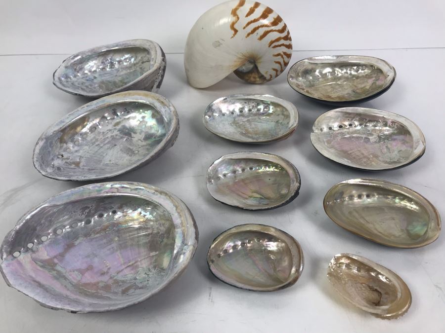 Vintage Abalone Shells And Nautilus Shell [Photo 2]