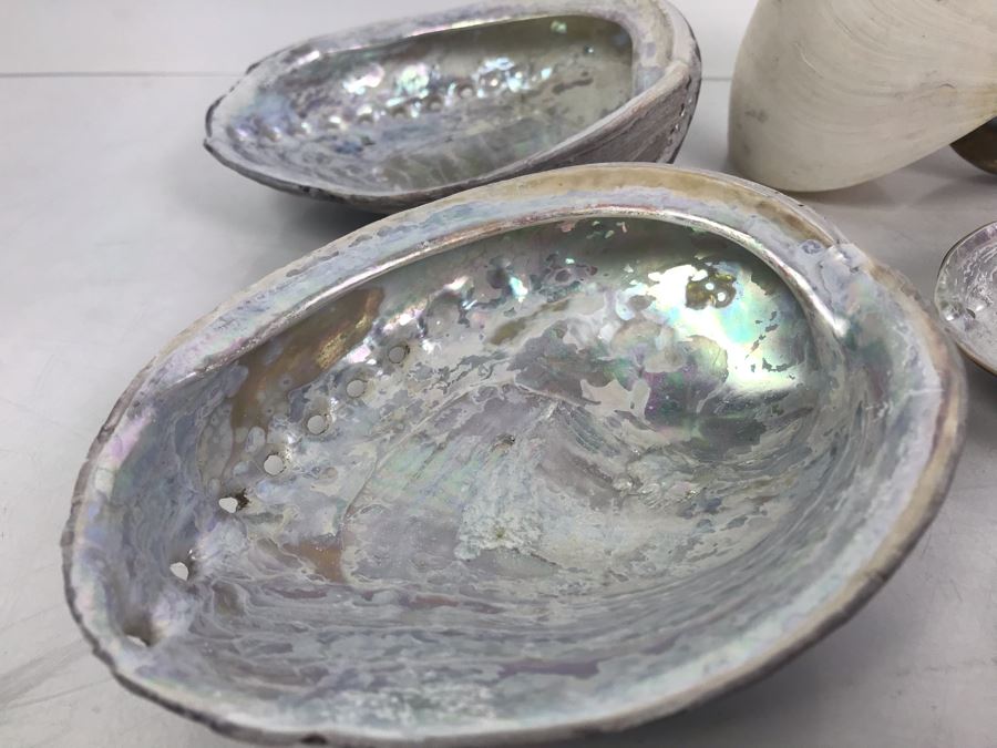 Vintage Abalone Shells And Nautilus Shell [Photo 4]