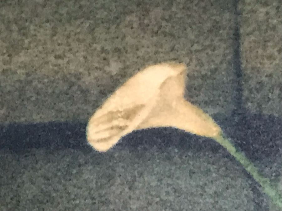 Eric Blau Photographic Print Of Interior With Calla Lily And Red Shirt Limited To Edition Of Only 1 Frame Measures 10' X 8' - Client Paid $1,000 [Photo 6]