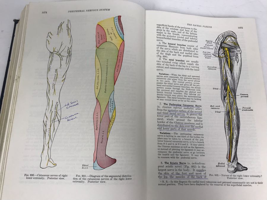 Vintage 1956 Gray's Anatomy 26th Edition Textbook Medical Book [Photo 7]