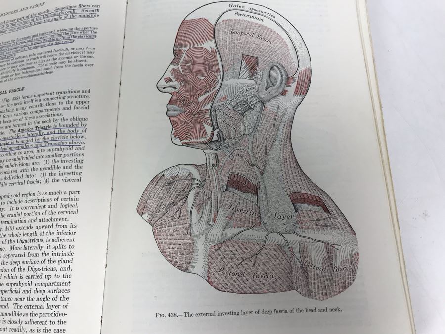 Vintage 1956 Gray's Anatomy 26th Edition Textbook Medical Book [Photo 6]