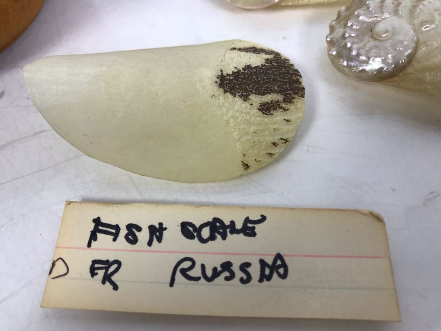 (3) Wooden Boxes, (1) Woven Box, Carved Wooden Turtle, Seashells And Large Fish Scale From Russia [Photo 8]