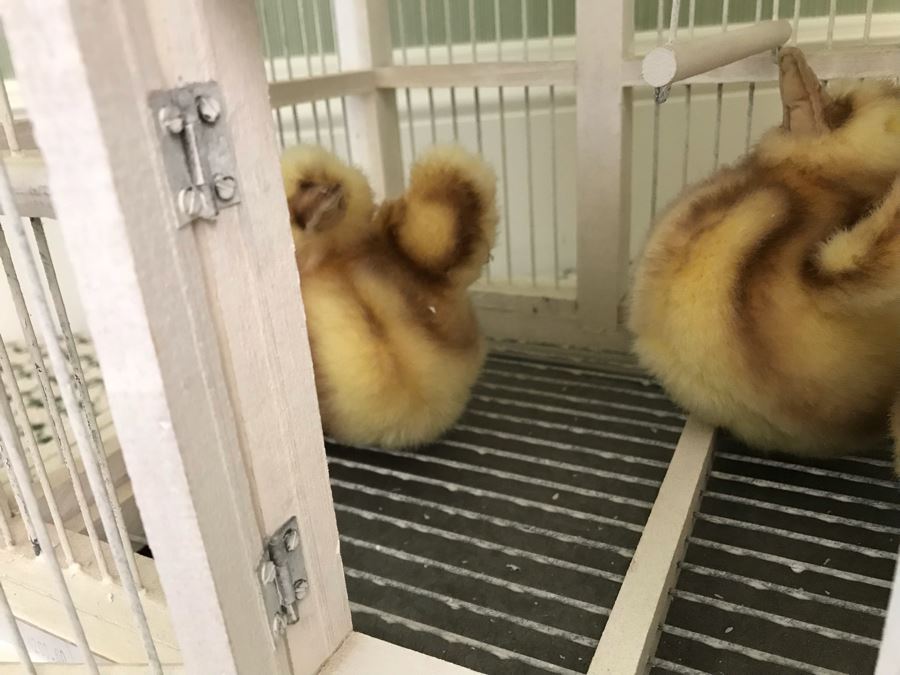 White Victorian Style Birdcage With Plush Chicks 17'W X 12'D X 30'H [Photo 6]