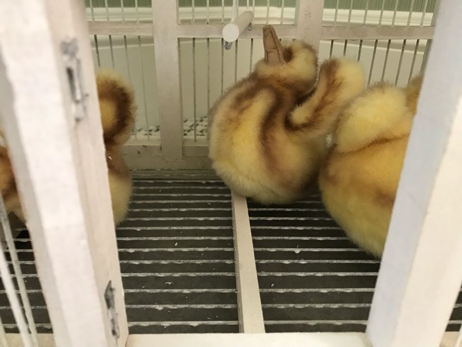 White Victorian Style Birdcage With Plush Chicks 17'W X 12'D X 30'H [Photo 5]