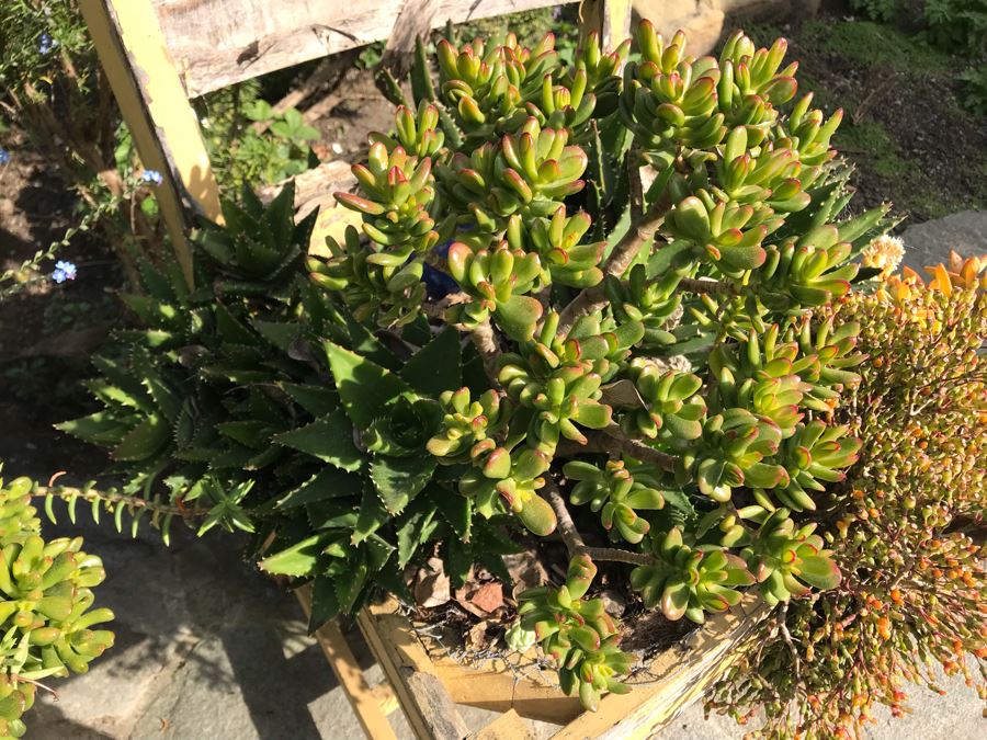 Vintage Shabby Chic Chair Planter With Succulents [Photo 3]