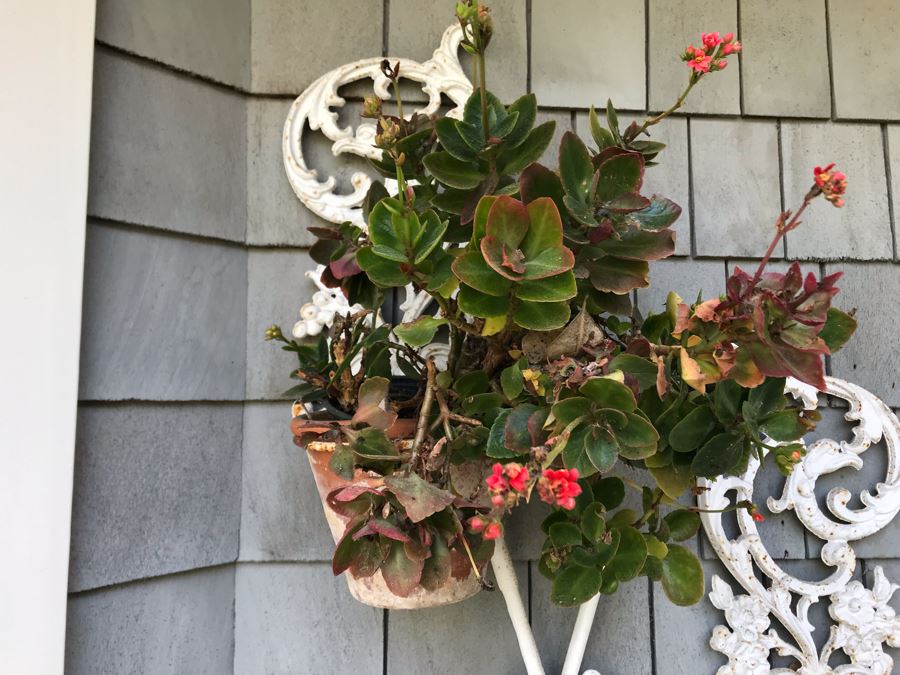 Set Of Painted White Metal Wall Decorations Plant Pot Holders - One With Potted Plant [Photo 11]