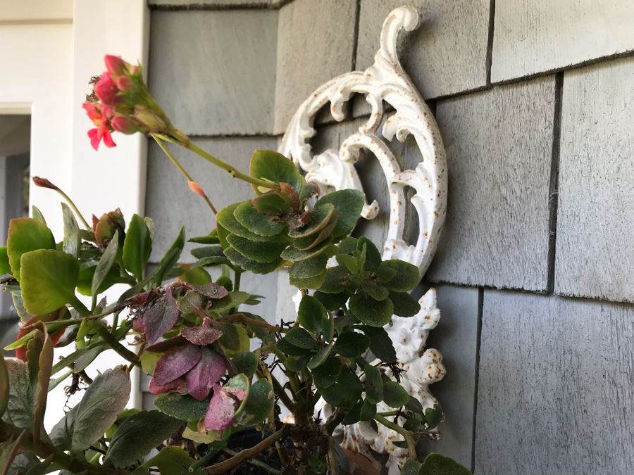 Set Of Painted White Metal Wall Decorations Plant Pot Holders - One With Potted Plant [Photo 7]