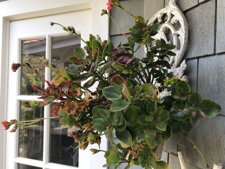 Set Of Painted White Metal Wall Decorations Plant Pot Holders - One With Potted Plant [Photo 6]