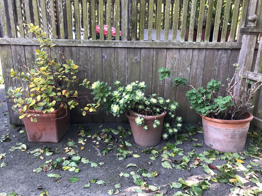 Set Of (3) Potted Plants
