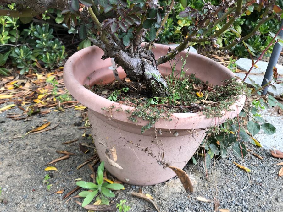 Potted Trumpeter Rose Bush Plant [Photo 4]