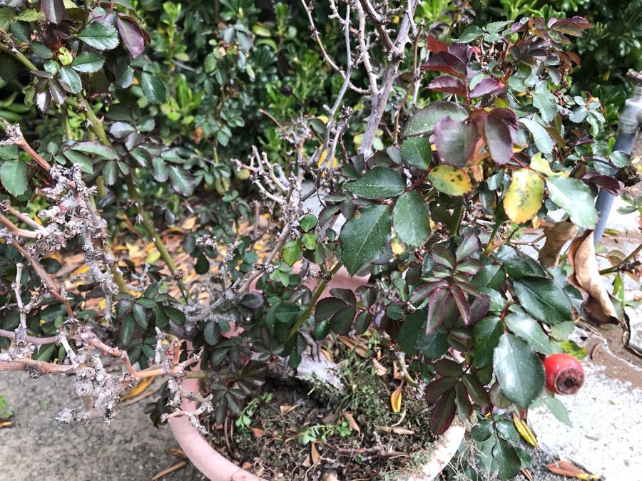 Potted Trumpeter Rose Bush Plant [Photo 3]