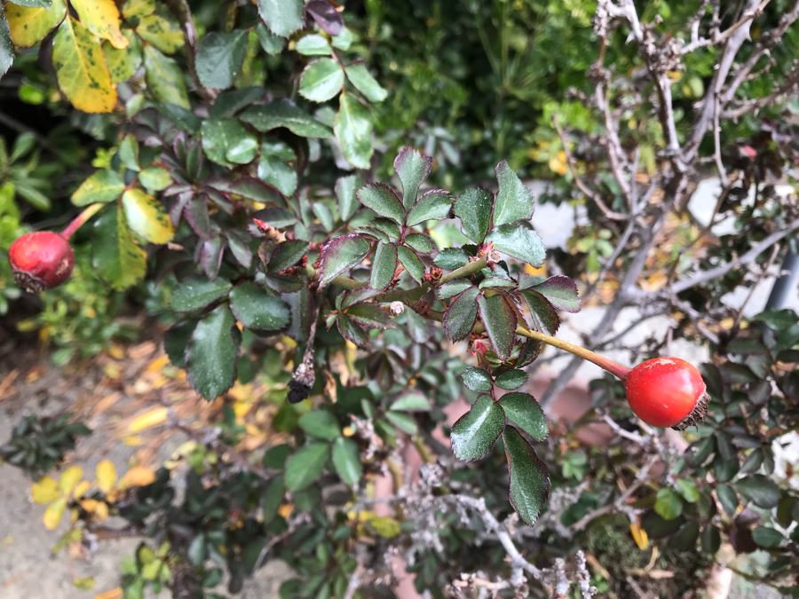 Potted Trumpeter Rose Bush Plant [Photo 2]