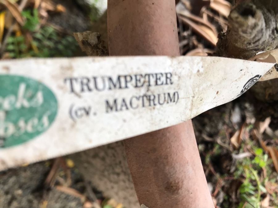 Potted Trumpeter Rose Bush Plant [Photo 5]