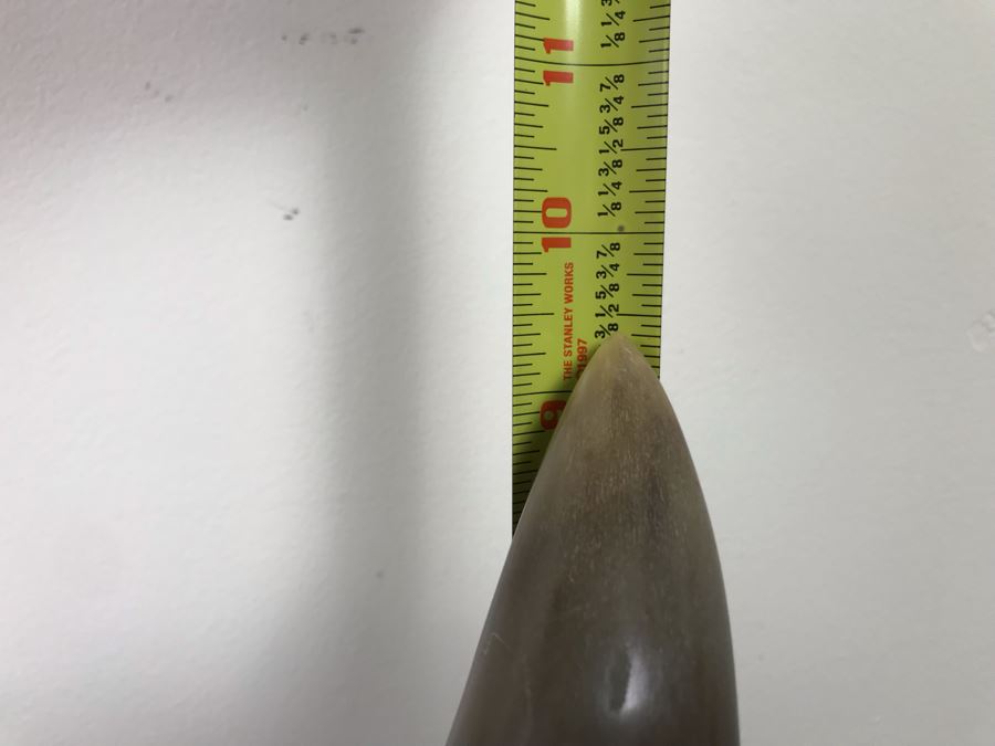 Large Mounted Bulls Horns 26”W (Client Owned Cattle Ranch) And Decorative Miniature Sombrero Hat [Photo 9]