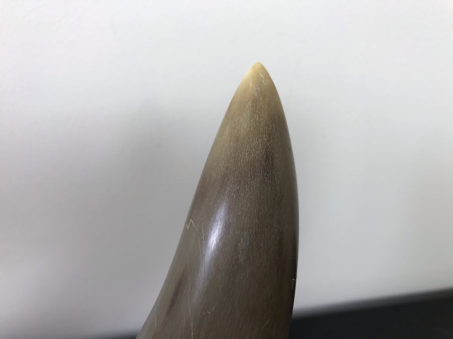 Large Mounted Bulls Horns 26”W (Client Owned Cattle Ranch) And Decorative Miniature Sombrero Hat [Photo 6]