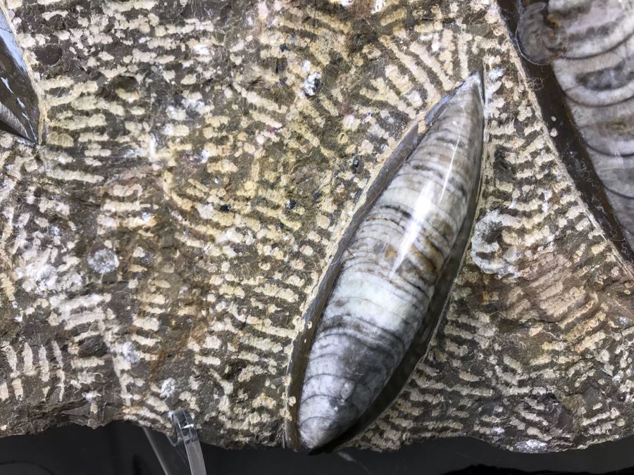 Large Ammonite Fossils Group In Matrix 15'W X 12'H [Photo 6]