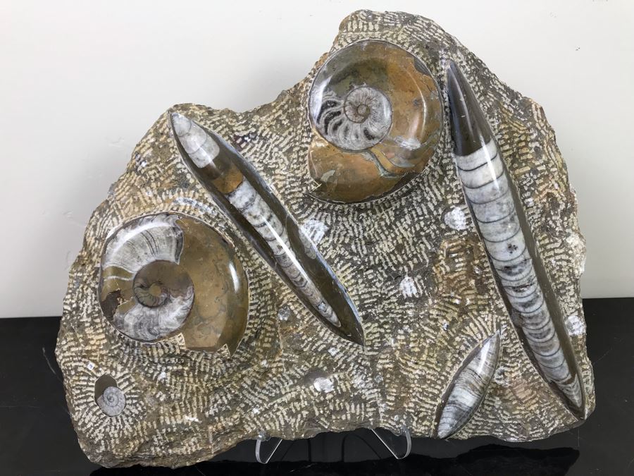 Large Ammonite Fossils Group In Matrix 15'W X 12'H [Photo 3]