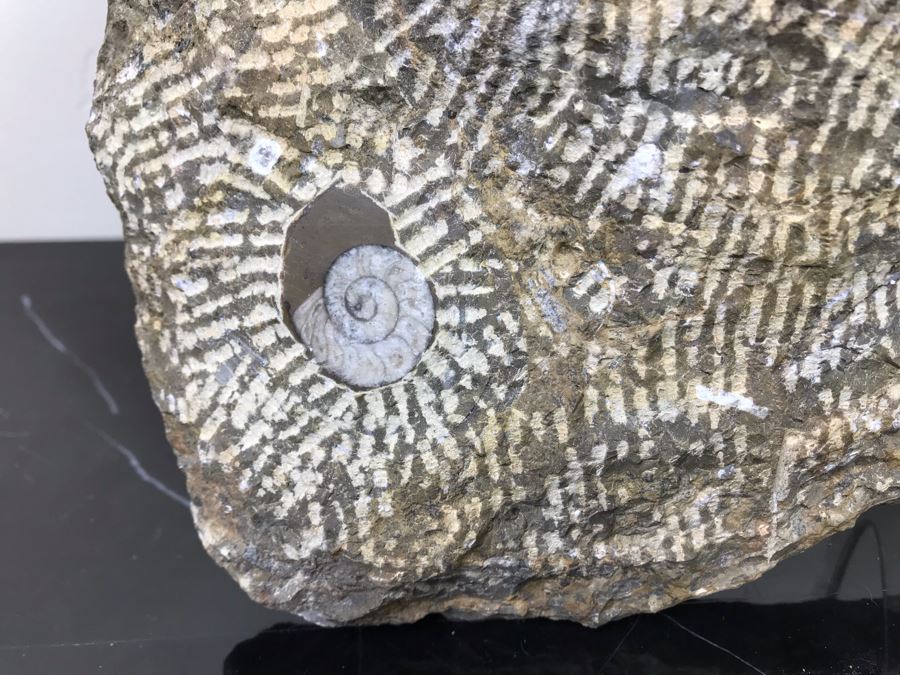 Large Ammonite Fossils Group In Matrix 15'W X 12'H [Photo 9]