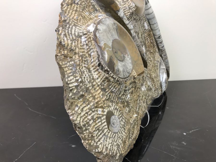 Large Ammonite Fossils Group In Matrix 15'W X 12'H [Photo 13]