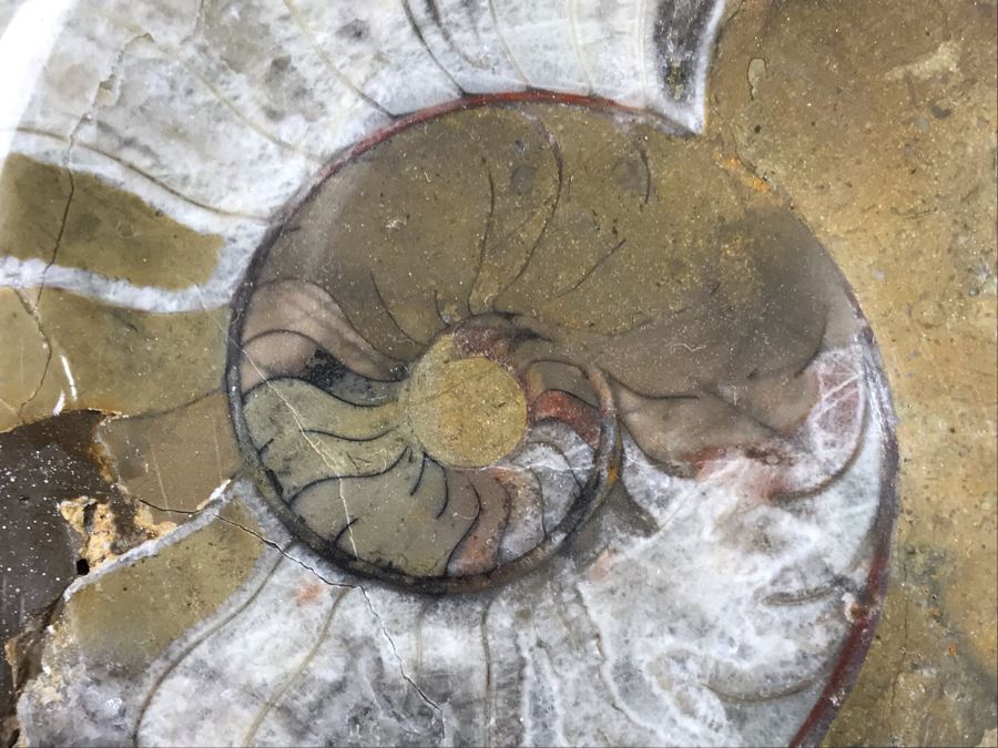 Large Ammonite Fossils Group In Matrix 15'W X 12'H [Photo 10]