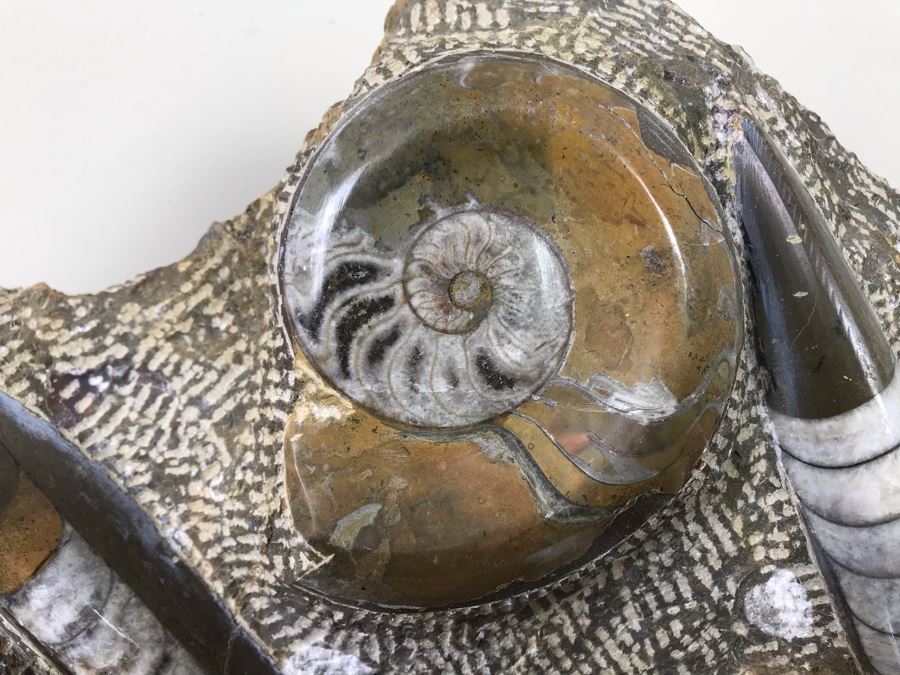 Large Ammonite Fossils Group In Matrix 15'W X 12'H [Photo 4]