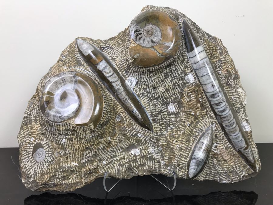 Large Ammonite Fossils Group In Matrix 15'W X 12'H