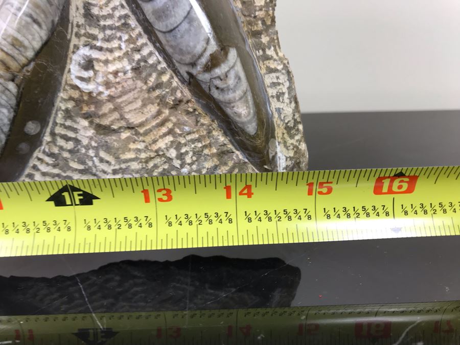 Large Ammonite Fossils Group In Matrix 15'W X 12'H [Photo 16]