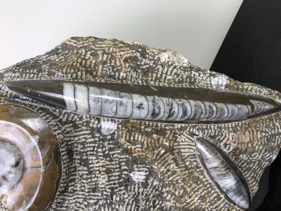 Large Ammonite Fossils Group In Matrix 15'W X 12'H [Photo 5]