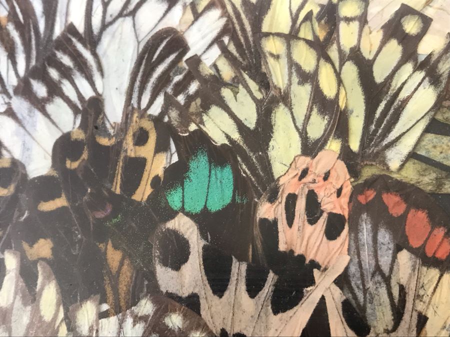 Original Asian Butterfly Wing Collage In Bamboo Style Wooden Frame 14.5'W X 12'H [Photo 6]