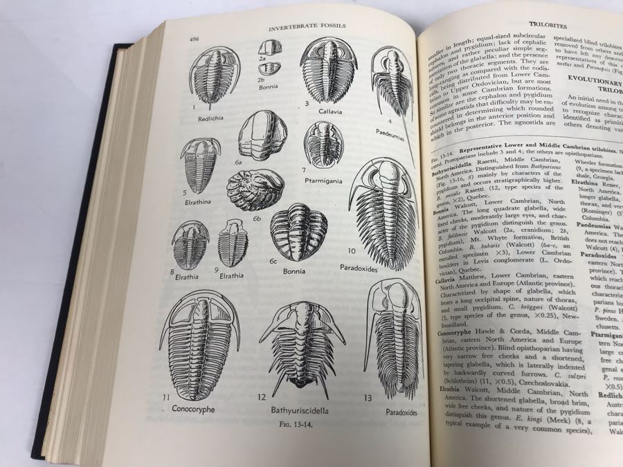 1st Edition 1952 Invertebrate Fossils Hardcover Book With Illustrations