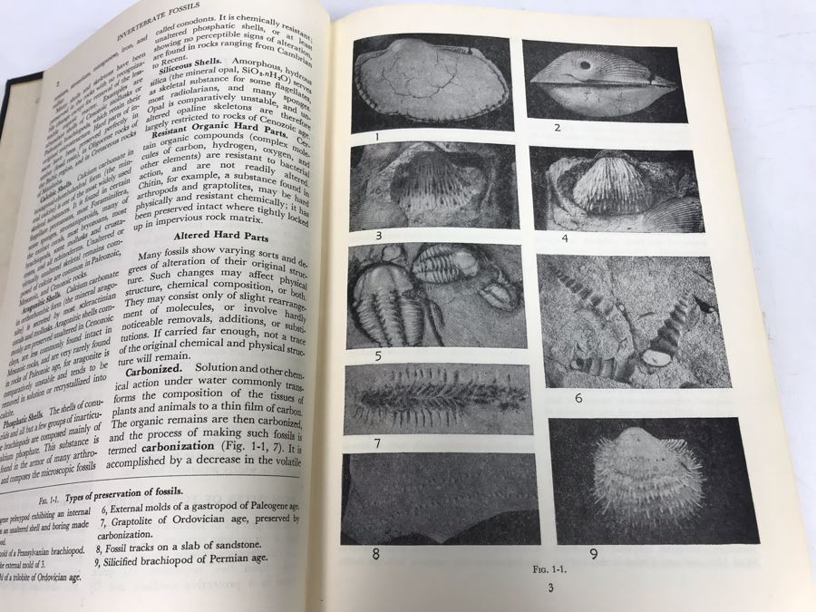1st Edition 1952 Invertebrate Fossils Hardcover Book With Illustrations