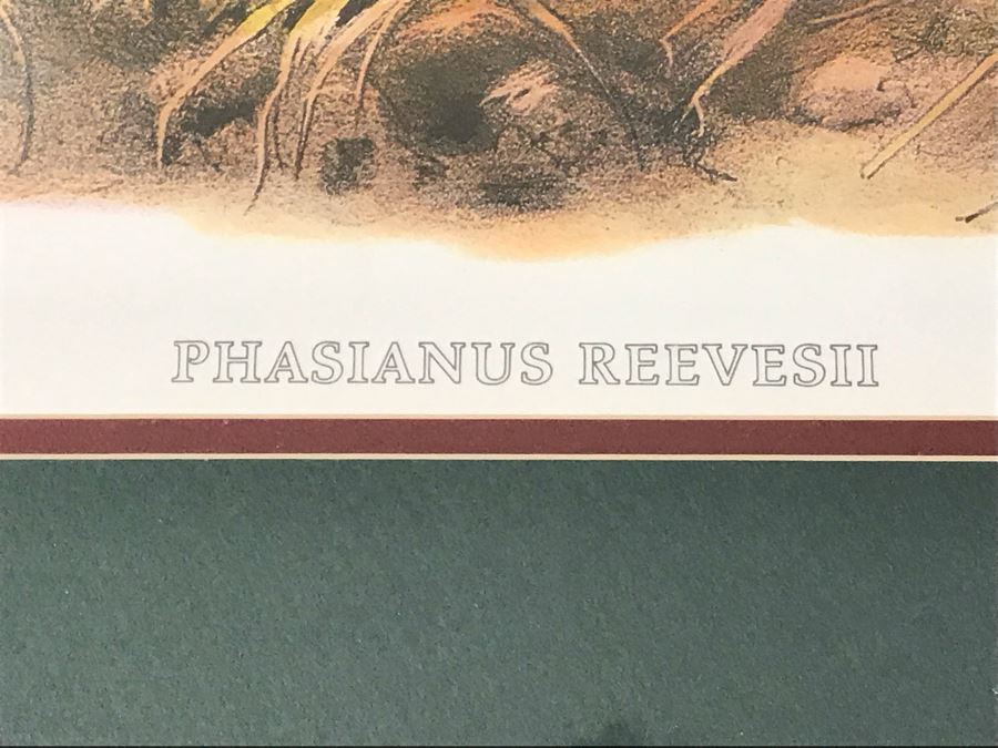 Pair Of Framed Bird Prints Each 27' X 23' [Photo 4]