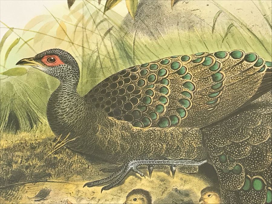 Pair Of Framed Bird Prints Each 27' X 23' [Photo 12]