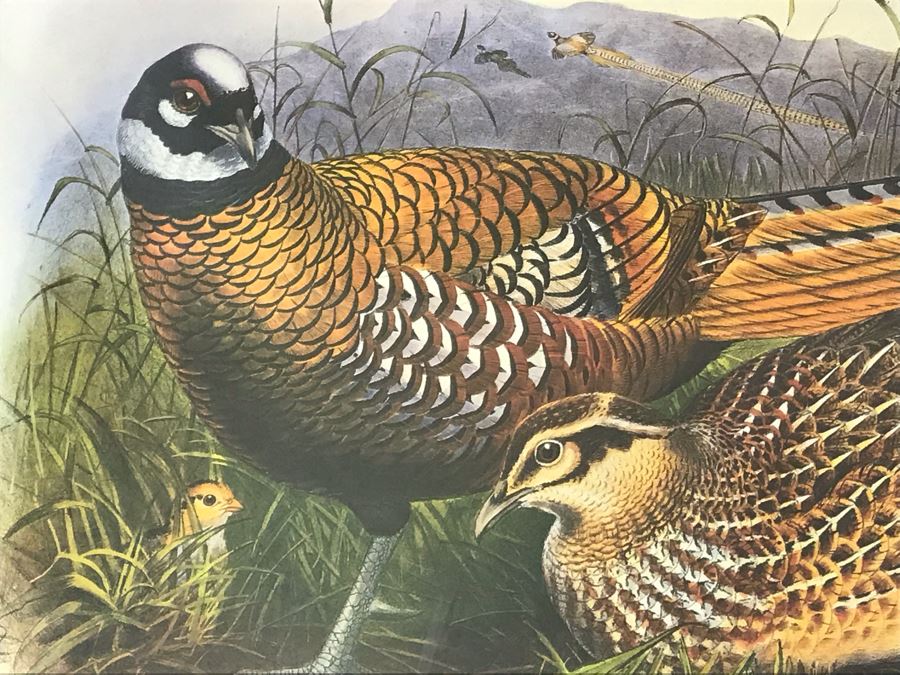 Pair Of Framed Bird Prints Each 27' X 23' [Photo 5]