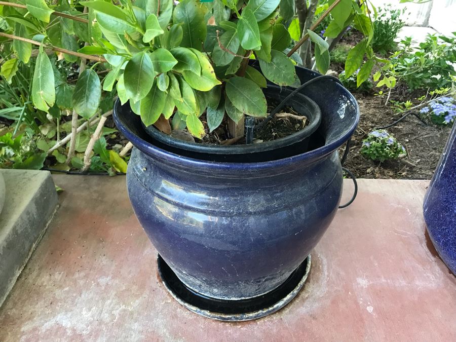 Pair Of Potted Plants In Blue Pots [Photo 5]